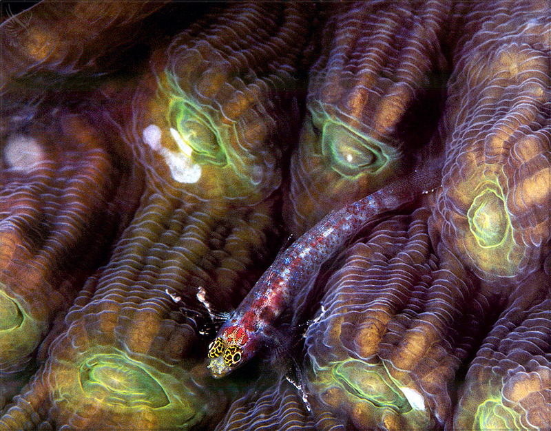 [PhoenixRising Scans - Jungle Book] Triplefin Blenny; DISPLAY FULL IMAGE.