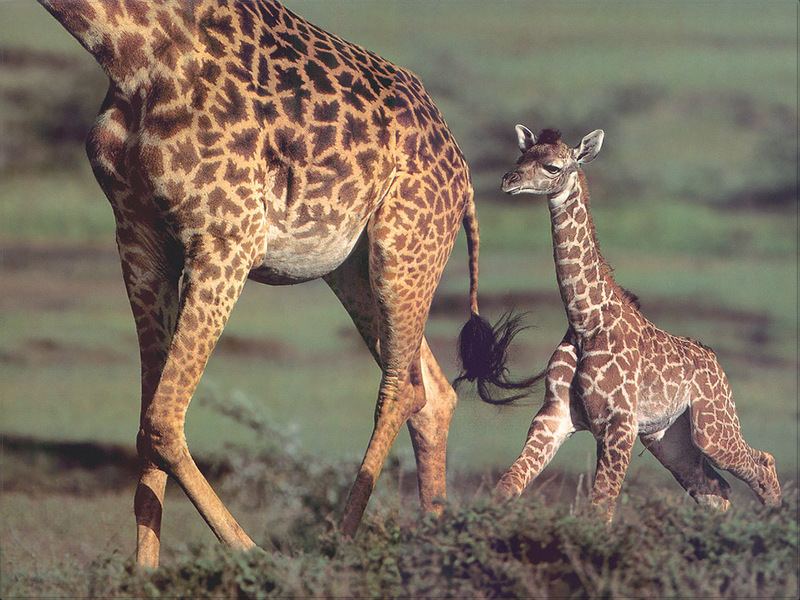 [PhoenixRising Scans - Jungle Book] Giraffe (Giraffa camelopardalis); DISPLAY FULL IMAGE.