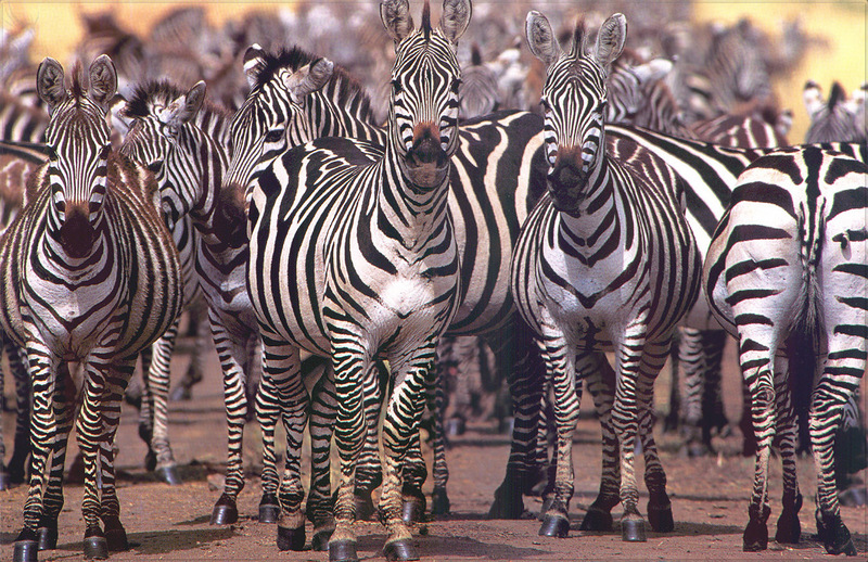 [PhoenixRising Scans - Jungle Book] Zebra; DISPLAY FULL IMAGE.