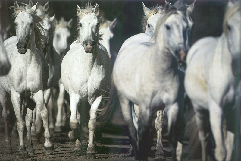 [PhoenixRising Scans - Jungle Book] Horses; DISPLAY FULL IMAGE.