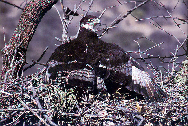 [PhoenixRising Scans - Jungle Book] Bonelli's eagle; DISPLAY FULL IMAGE.