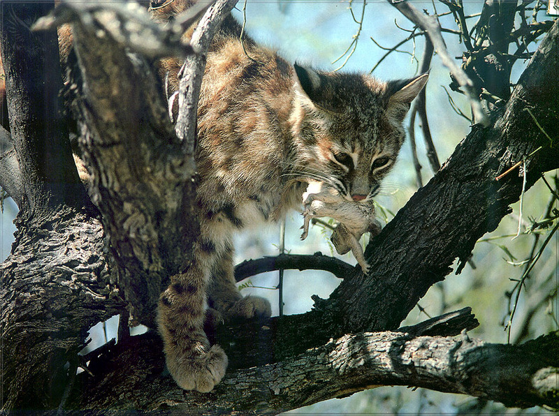 [PhoenixRising Scans - Jungle Book] Bobcat - Lynx rufus; DISPLAY FULL IMAGE.