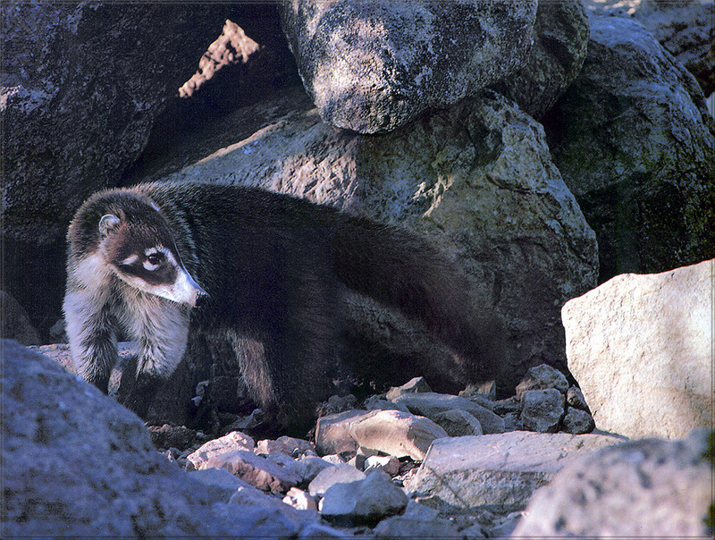 [PhoenixRising Scans - Jungle Book] Coatimundi - white-nosed coati (Nasua narica); DISPLAY FULL IMAGE.