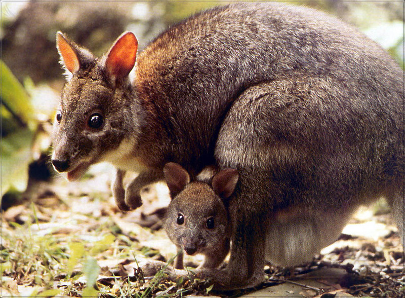 [PhoenixRising Scans - Jungle Book] Red-necked Pademelons; DISPLAY FULL IMAGE.