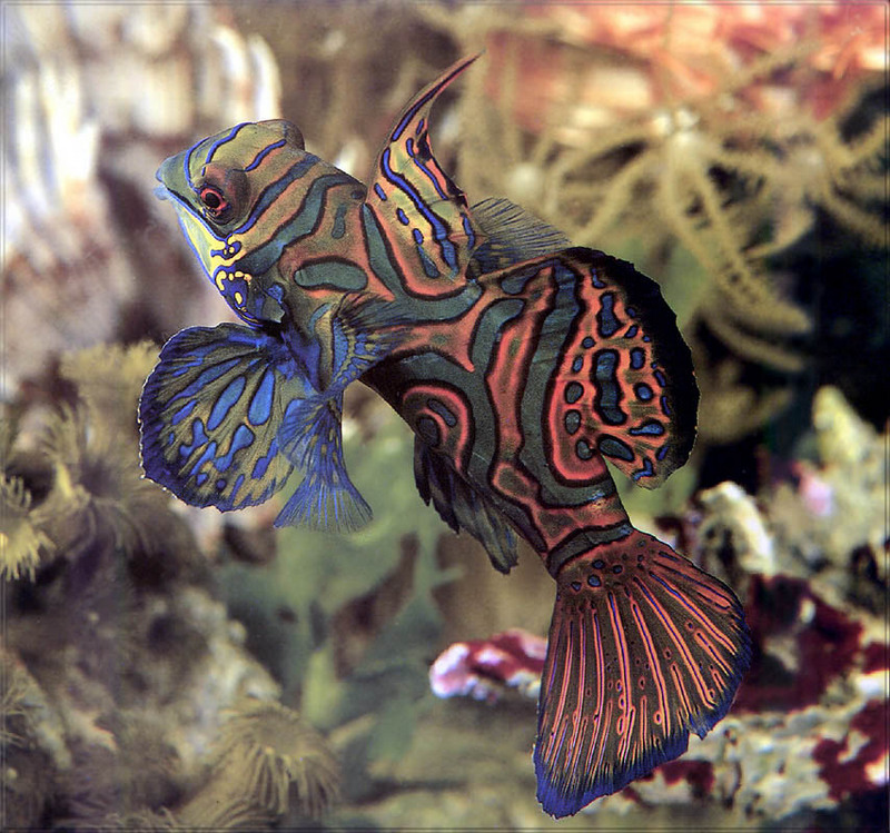 [PhoenixRising Scans - Jungle Book] Mandarinfish (Blue mandarin); DISPLAY FULL IMAGE.