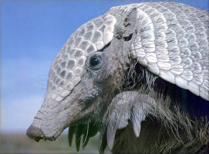 [PhoenixRising Scans - Jungle Book] Patagonian armadillo; DISPLAY FULL IMAGE.