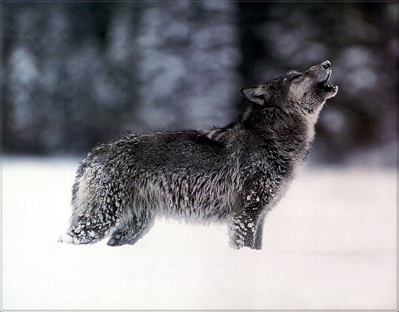 [PhoenixRising Scans - Jungle Book] Gray Wolf; DISPLAY FULL IMAGE.