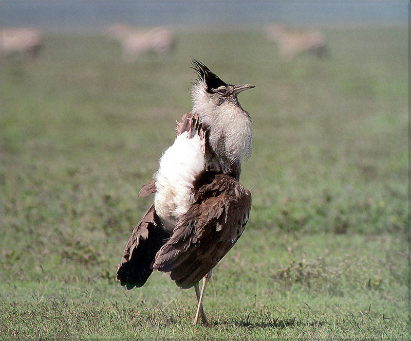 [PhoenixRising Scans - Jungle Book] Kori bustard; DISPLAY FULL IMAGE.