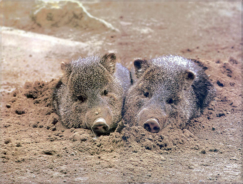 [PhoenixRising Scans - Jungle Book] Collared peccary; DISPLAY FULL IMAGE.