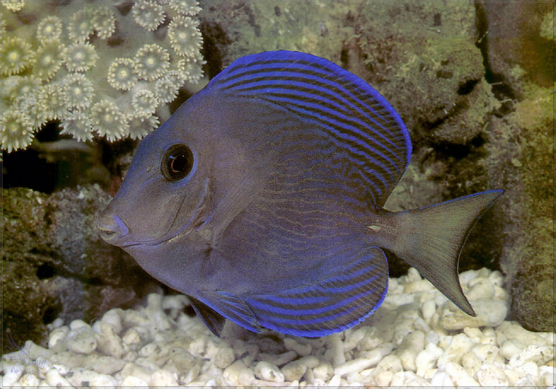 [PhoenixRising Scans - Jungle Book] Blue Tang; DISPLAY FULL IMAGE.