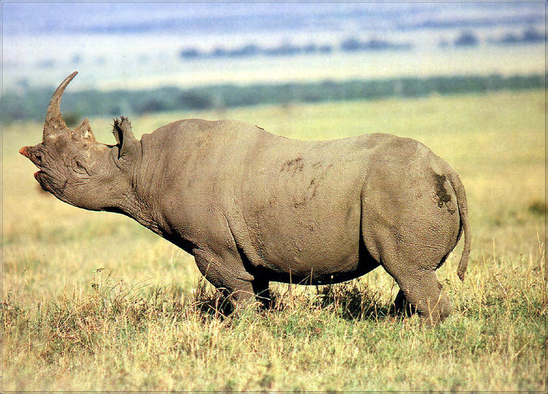 [PhoenixRising Scans - Jungle Book] Rhinoceros = black rhino (Diceros bicornis); DISPLAY FULL IMAGE.