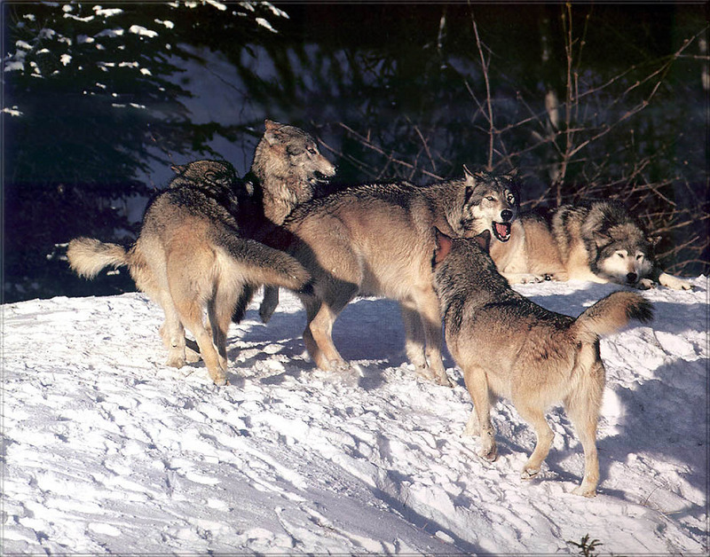 [PhoenixRising Scans - Jungle Book] Timber wolves; DISPLAY FULL IMAGE.