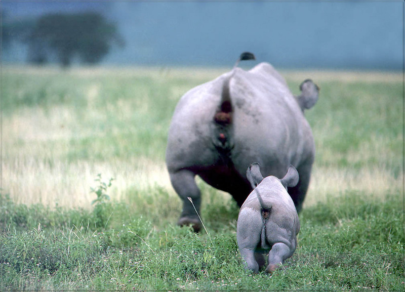 [PhoenixRising Scans - Jungle Book] Rhinoceros; DISPLAY FULL IMAGE.