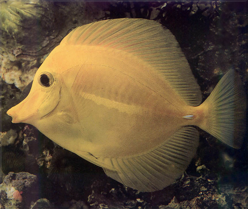 [PhoenixRising Scans - Jungle Book] Yellow Tang - Zebrasoma flavescens; DISPLAY FULL IMAGE.