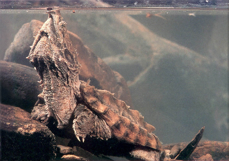 [PhoenixRising Scans - Jungle Book] Alligator snapping turtle; DISPLAY FULL IMAGE.