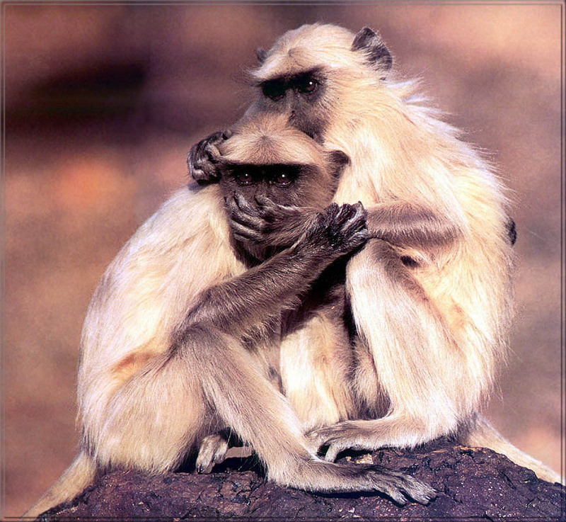 [PhoenixRising Scans - Jungle Book] Entellus langurs; DISPLAY FULL IMAGE.