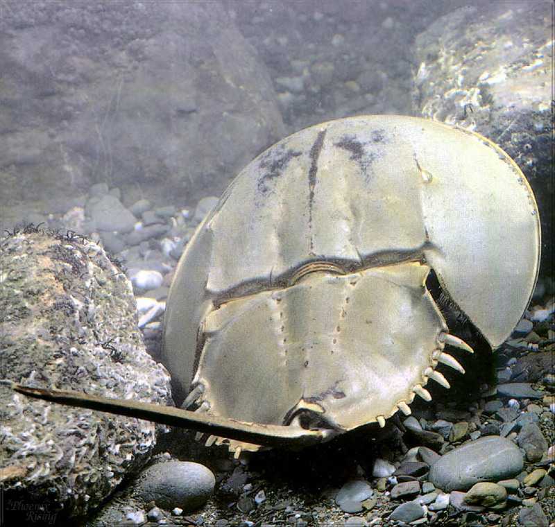 [PhoenixRising Scans - Jungle Book] Horseshoe Crab; DISPLAY FULL IMAGE.