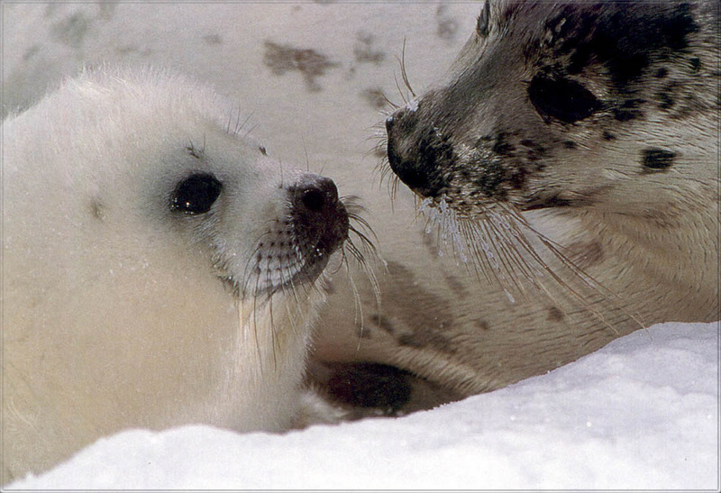 [PhoenixRising Scans - Jungle Book] Harp Seal; DISPLAY FULL IMAGE.