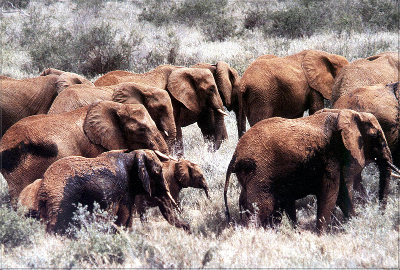 [PhoenixRising Scans - Jungle Book] Elephants; DISPLAY FULL IMAGE.
