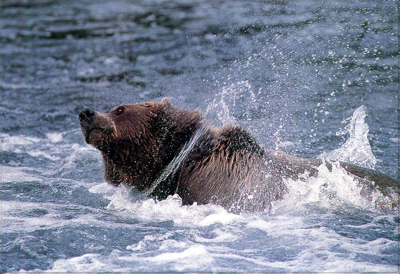 [PhoenixRising Scans - Jungle Book] Alaskan brown bear; DISPLAY FULL IMAGE.