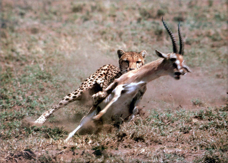 [PhoenixRising Scans - Jungle Book] Cheetah & Thomson gazelle; DISPLAY FULL IMAGE.
