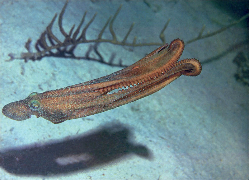 [PhoenixRising Scans - Jungle Book] Octopus; DISPLAY FULL IMAGE.