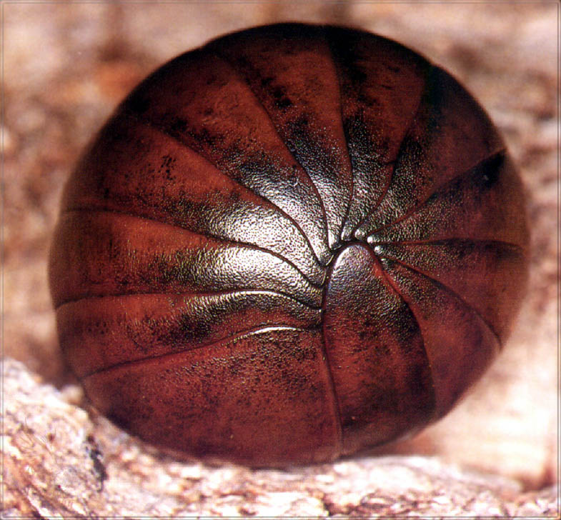 [PhoenixRising Scans - Jungle Book] Giant pill millipede; DISPLAY FULL IMAGE.