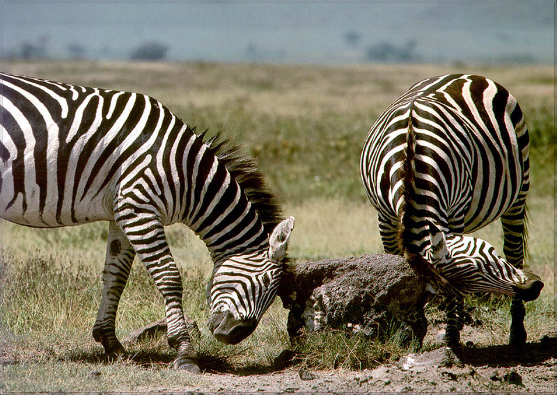 [PhoenixRising Scans - Jungle Book] Zebras; DISPLAY FULL IMAGE.