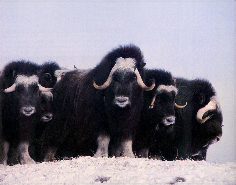 [PhoenixRising Scans - Jungle Book] Musk oxen; DISPLAY FULL IMAGE.