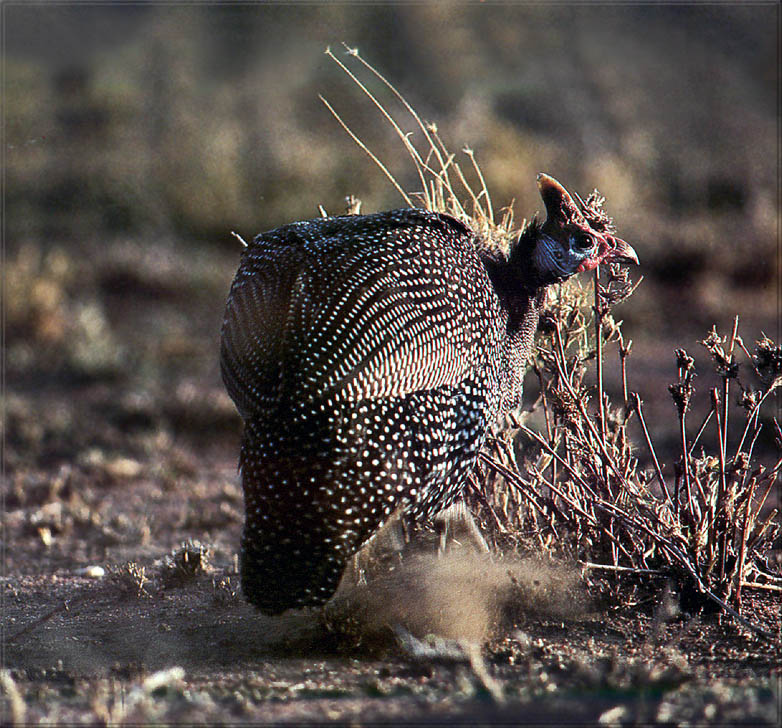 [PhoenixRising Scans - Jungle Book] Guineafowl; DISPLAY FULL IMAGE.
