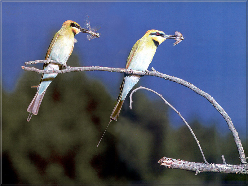 [PhoenixRising Scans - Jungle Book] Rainbow bee-eaters; DISPLAY FULL IMAGE.