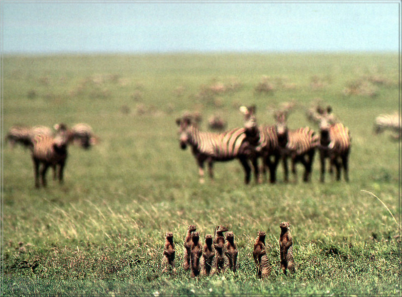 [PhoenixRising Scans - Jungle Book] Zebras & Mongooses: white-tailed mongoose, Ichneumia albicauda; DISPLAY FULL IMAGE.