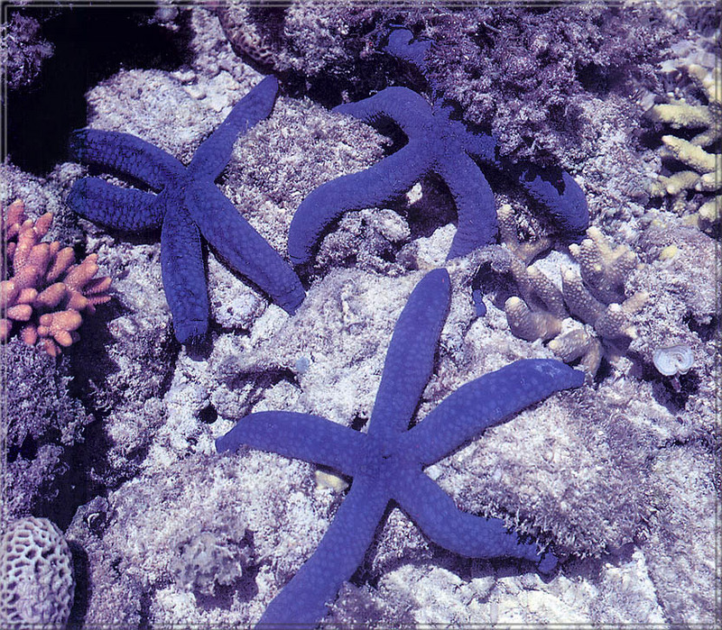 [PhoenixRising Scans - Jungle Book] Blue sea star; DISPLAY FULL IMAGE.