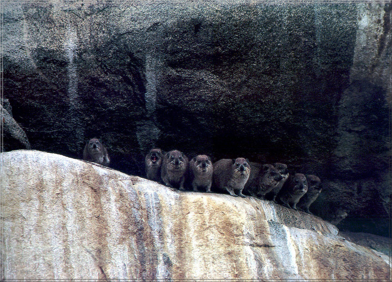 [PhoenixRising Scans - Jungle Book] Hyraxes; DISPLAY FULL IMAGE.