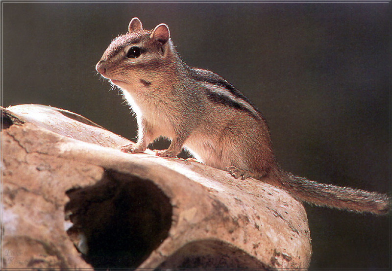 [PhoenixRising Scans - Jungle Book] Eastern chipmunk; DISPLAY FULL IMAGE.