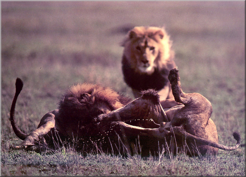 [PhoenixRising Scans - Jungle Book] Lions; DISPLAY FULL IMAGE.