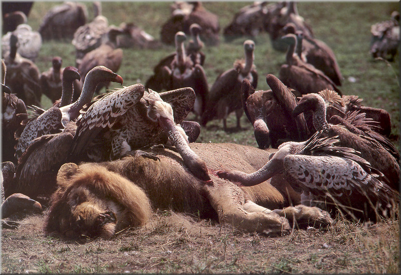 [PhoenixRising Scans - Jungle Book] Lions; DISPLAY FULL IMAGE.