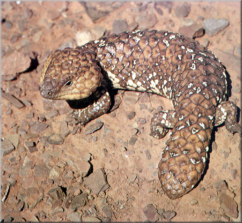 [PhoenixRising Scans - Jungle Book] Shingleback lizard; DISPLAY FULL IMAGE.