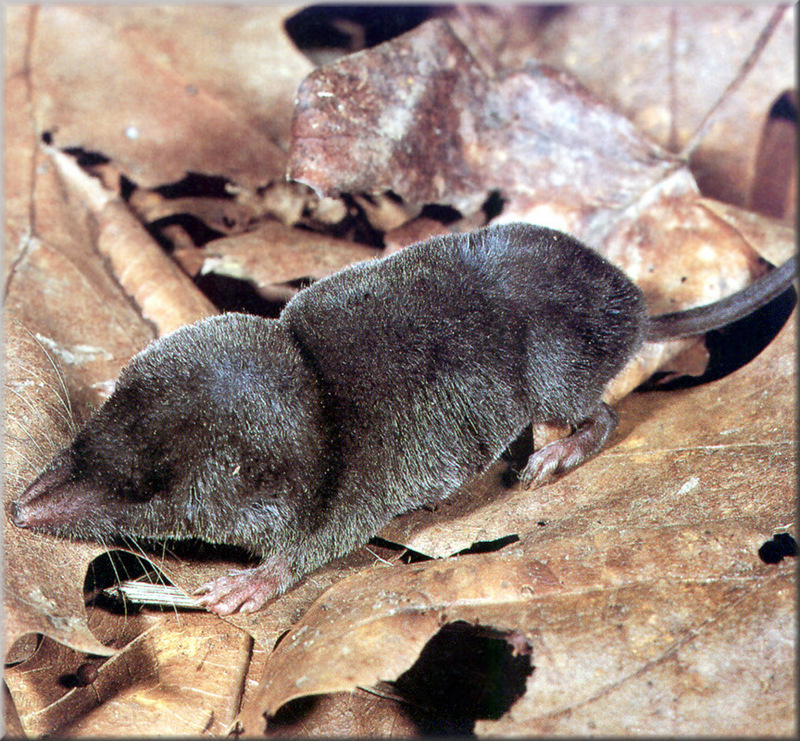 [PhoenixRising Scans - Jungle Book] Short-tailed shrew; DISPLAY FULL IMAGE.