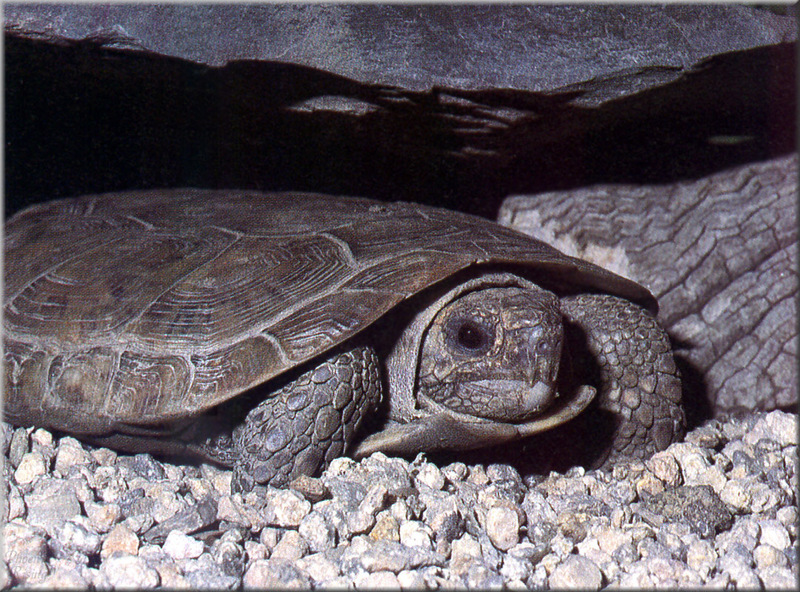 [PhoenixRising Scans - Jungle Book] Pancake tortoise; DISPLAY FULL IMAGE.