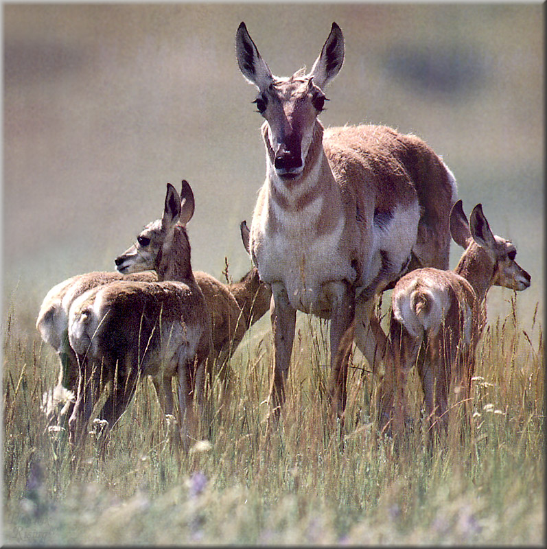 [PhoenixRising Scans - Jungle Book] Pronghorns; DISPLAY FULL IMAGE.