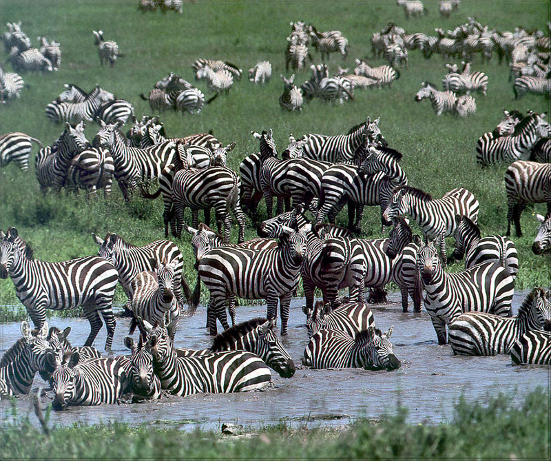 [PhoenixRising Scans - Jungle Book] Zebras; DISPLAY FULL IMAGE.