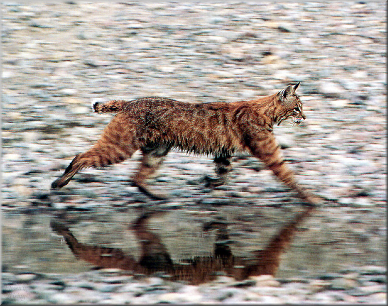 [PhoenixRising Scans - Jungle Book] Bobcat - Lynx rufus; DISPLAY FULL IMAGE.