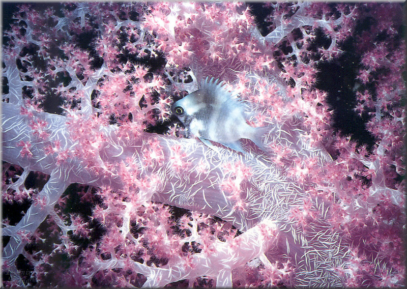 [PhoenixRising Scans - Jungle Book] Damselfish; DISPLAY FULL IMAGE.
