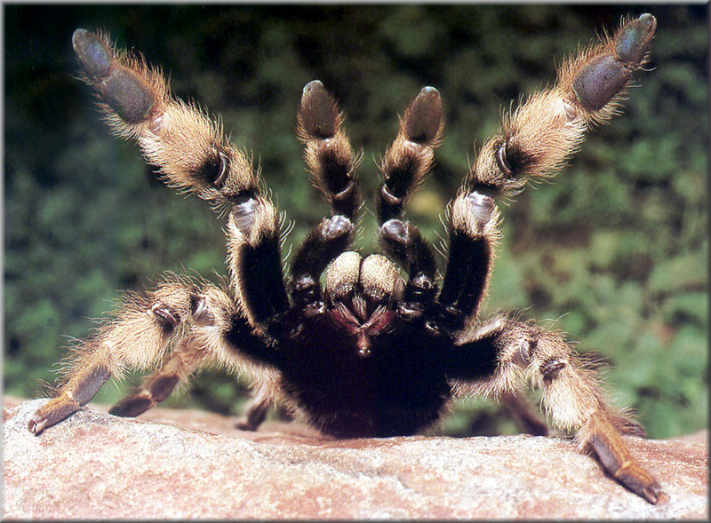 [PhoenixRising Scans - Jungle Book] Monkey spider; DISPLAY FULL IMAGE.