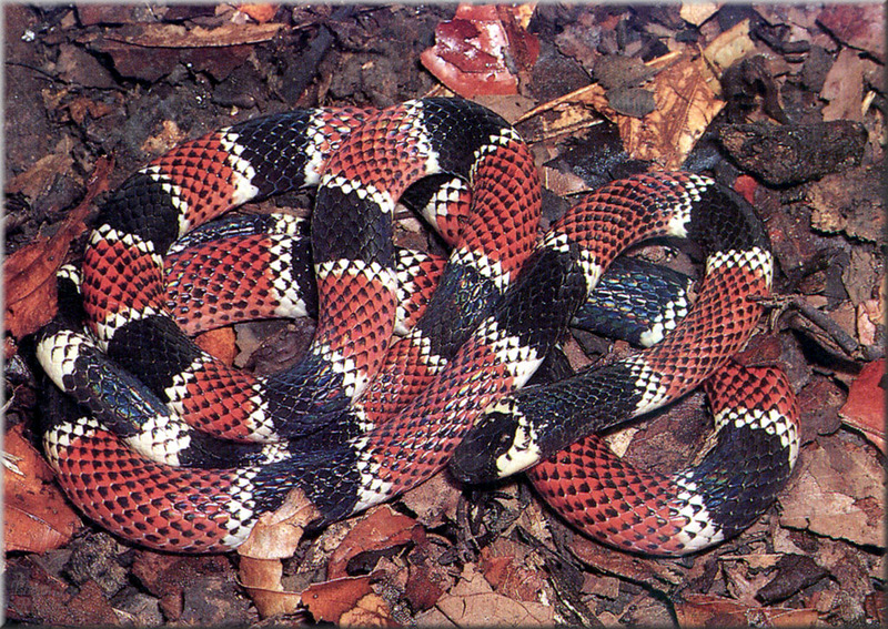 [PhoenixRising Scans - Jungle Book] Coral snake; DISPLAY FULL IMAGE.