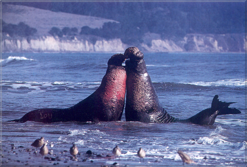 [PhoenixRising Scans - Jungle Book] Elephant seals; DISPLAY FULL IMAGE.