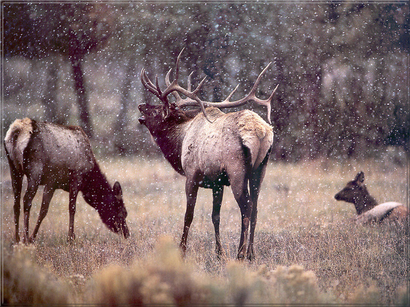 [PhoenixRising Scans - Jungle Book] Bull elk; DISPLAY FULL IMAGE.
