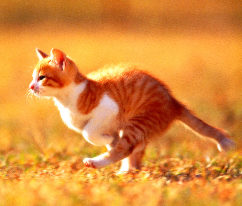 [Pure Cats Vol. 003]; DISPLAY FULL IMAGE.