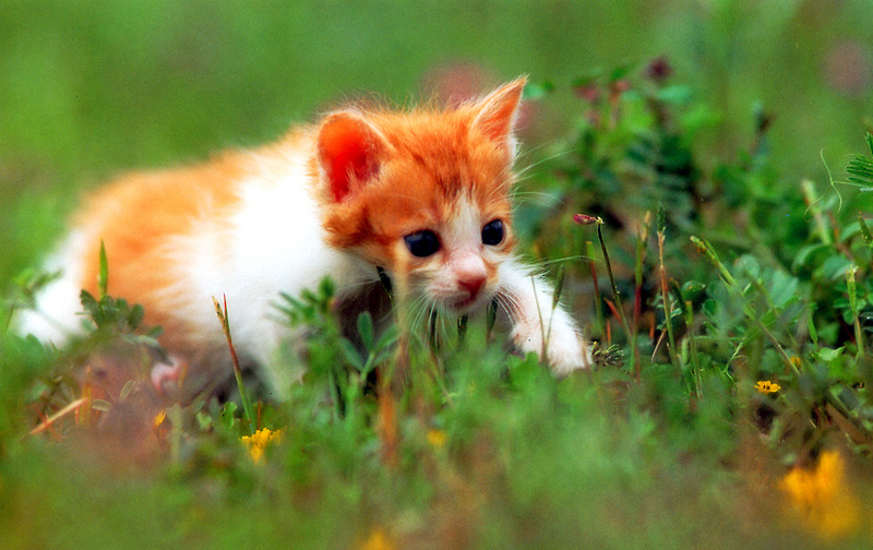 [Pure Cats Vol. 004]; DISPLAY FULL IMAGE.